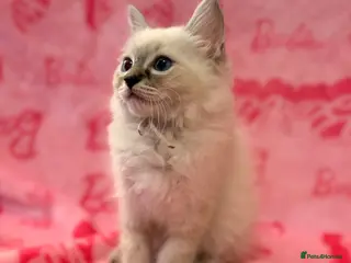 Ragdoll cats Female Blue Lynx Ragdoll Kittens 🩷 - Advert 1
