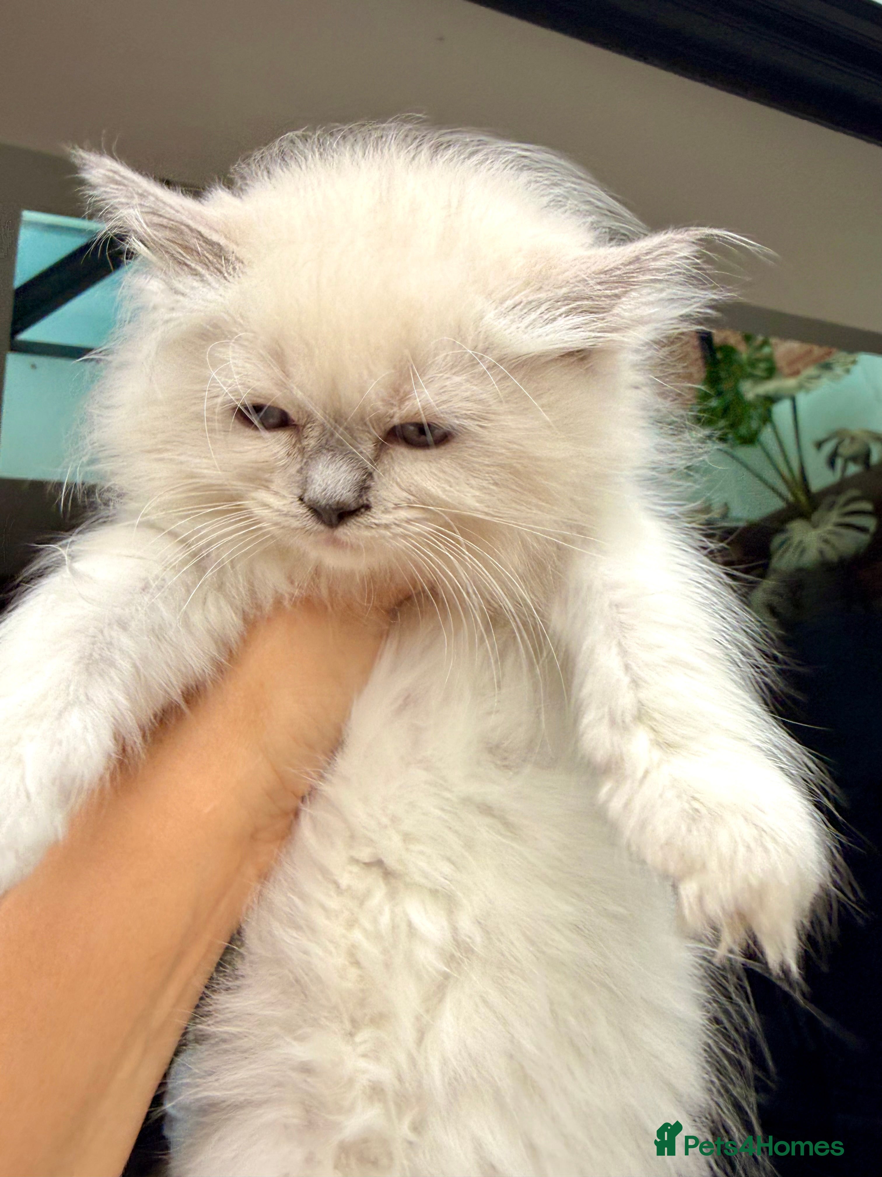 Ragdoll cats 🏆Sired by Imperial Grand Champion TICA REGISTERED - Advert 2