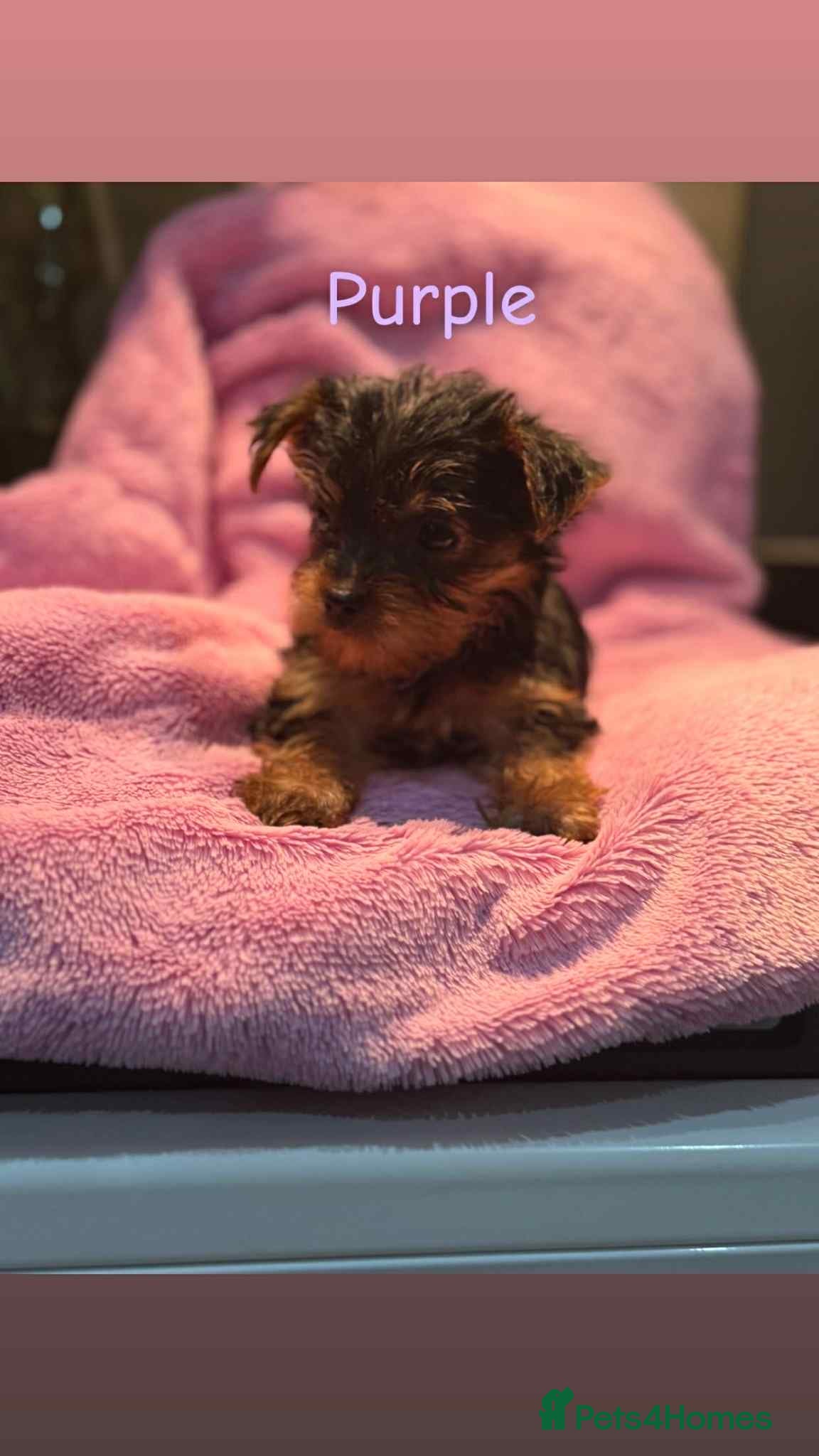 Yorkshire Terrier dogs Miniature Yorkshire terrier  (READY NOW) 😊 - Advert 9