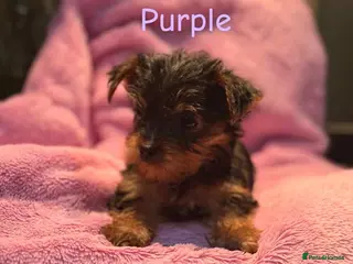 Yorkshire Terrier dogs Miniature Yorkshire terrier (READY NOW) 😊 - Advert 9