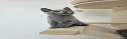 Russian Blue cats for sale: 💥PRICE REDUCED – Russian Blue, TICA - Advert 12
