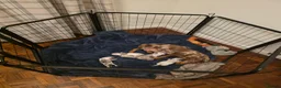 Miniature Dachshund dogs for sale: Stunning Little Sausages-Rare Coats, Loving Hearts in Reading - Advert 25