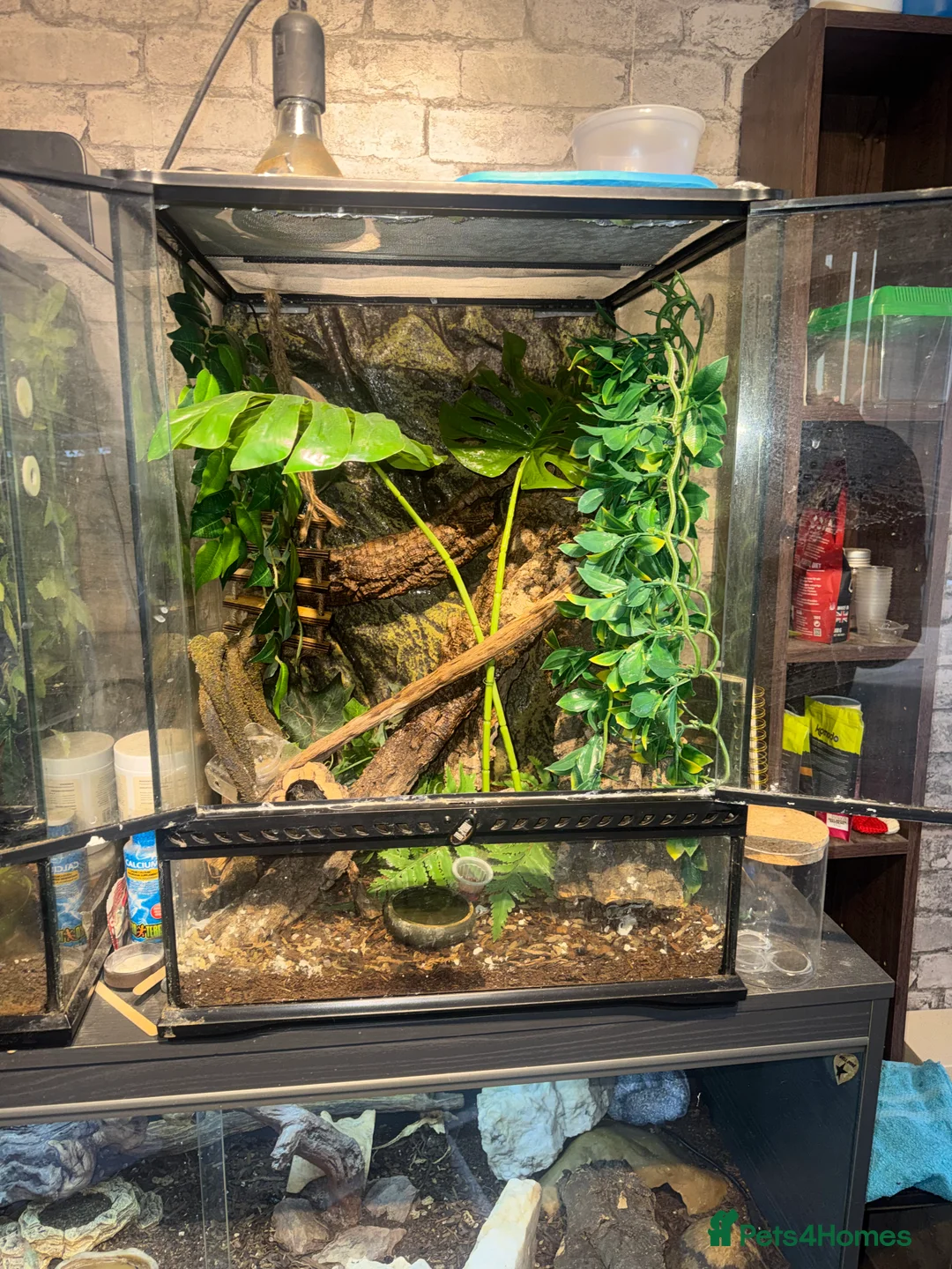 Gecko reptiles for sale: For sale, 5 geckos mixed - Advert 7