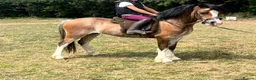 Welsh Section A horses for sale: Stunning registered Welsh section a gelding - Advert 2