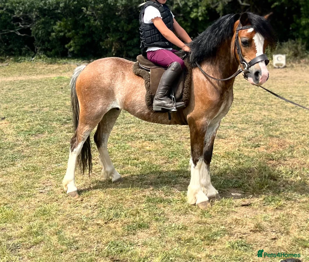 Welsh Section A horses for sale: Stunning registered Welsh section a gelding - Advert 2