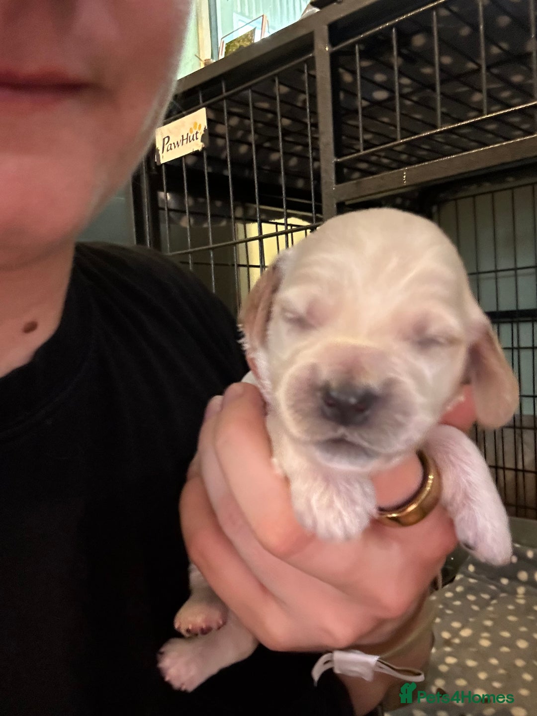 Cockapoo dogs for sale: 🐾 F1 Top Class 🐾  - Image 20
