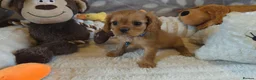 Cavalier King Charles Spaniel dogs for sale: KC and DNA health tested  - Advert 8
