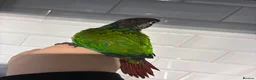 Conures birds for sale: Hand reared silly tame rare conures!  - Advert 4