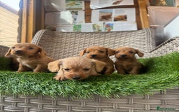 Mixed Breed dogs for sale: Stunning daxiepoos - Advert 12