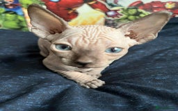 Sphynx cats for sale: Sphynx kittens  - Image 11