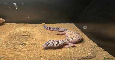 Leopard Gecko reptiles - Advert 4