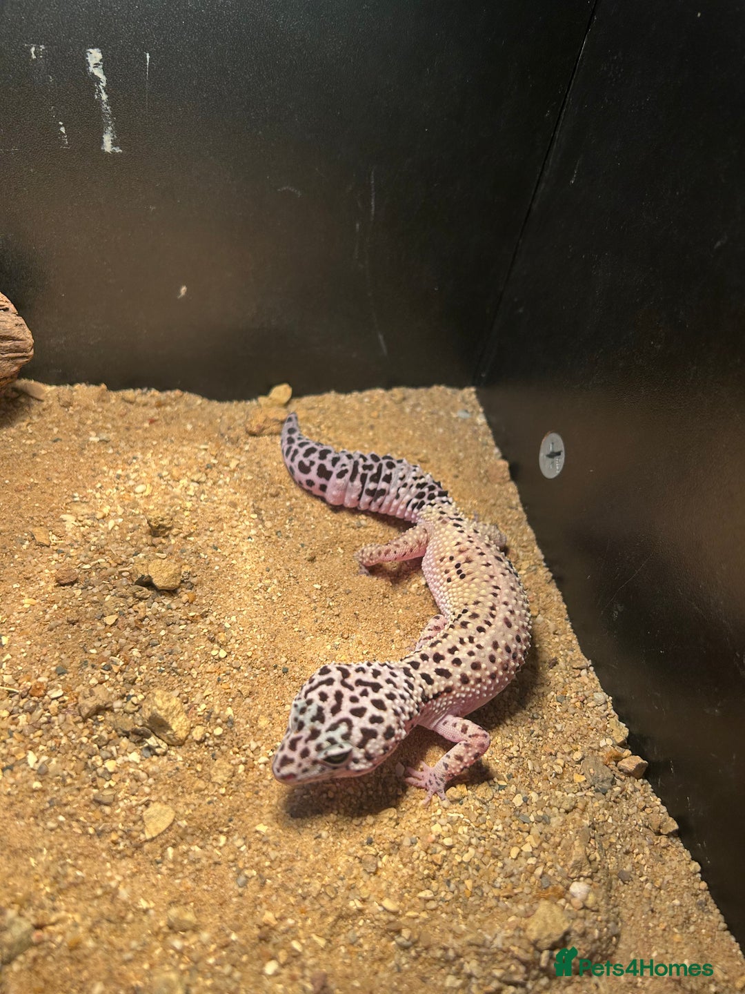 Leopard Gecko reptiles for sale: Leopard geckos  - Image 2