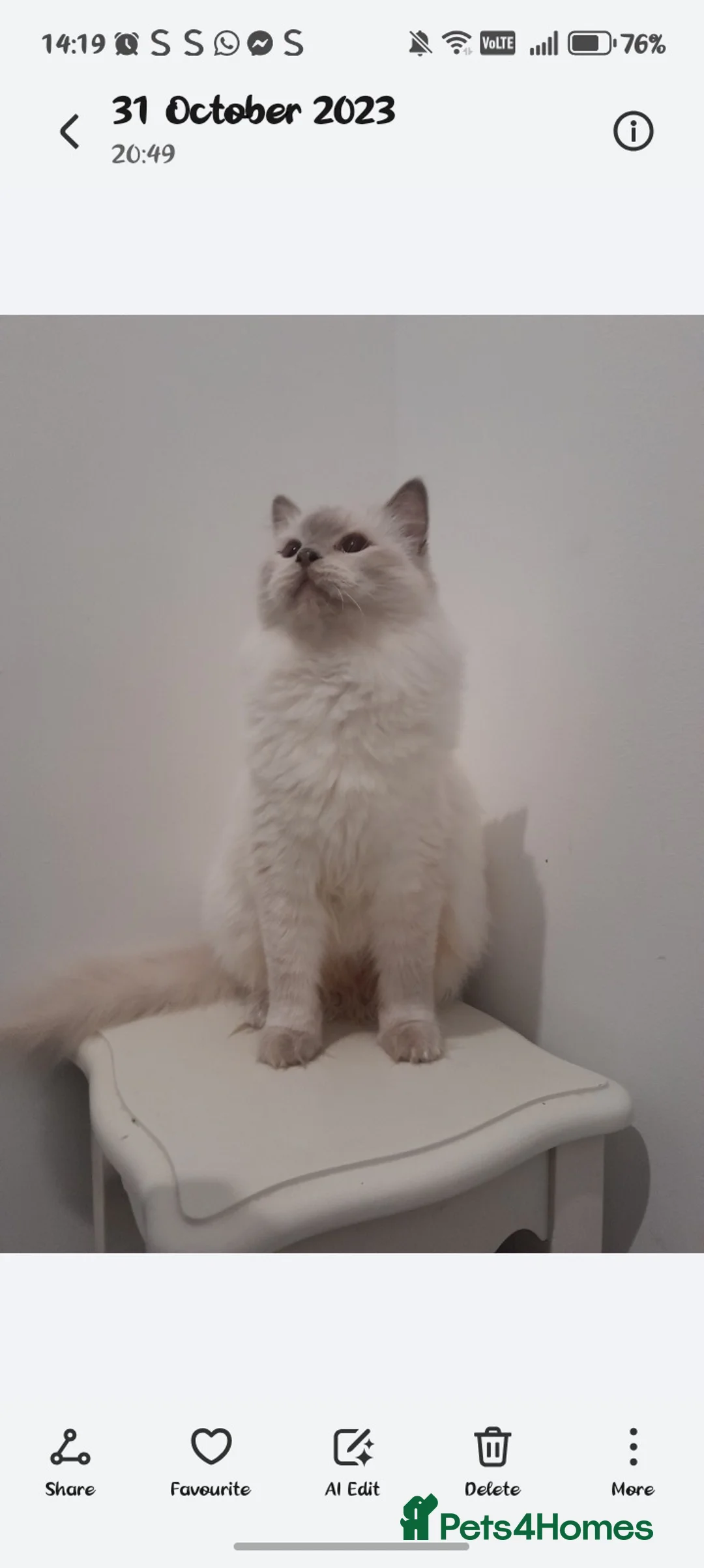 Ragdoll cats for sale: GCCF reg champion bred Ragdoll kittens  - Advert 5