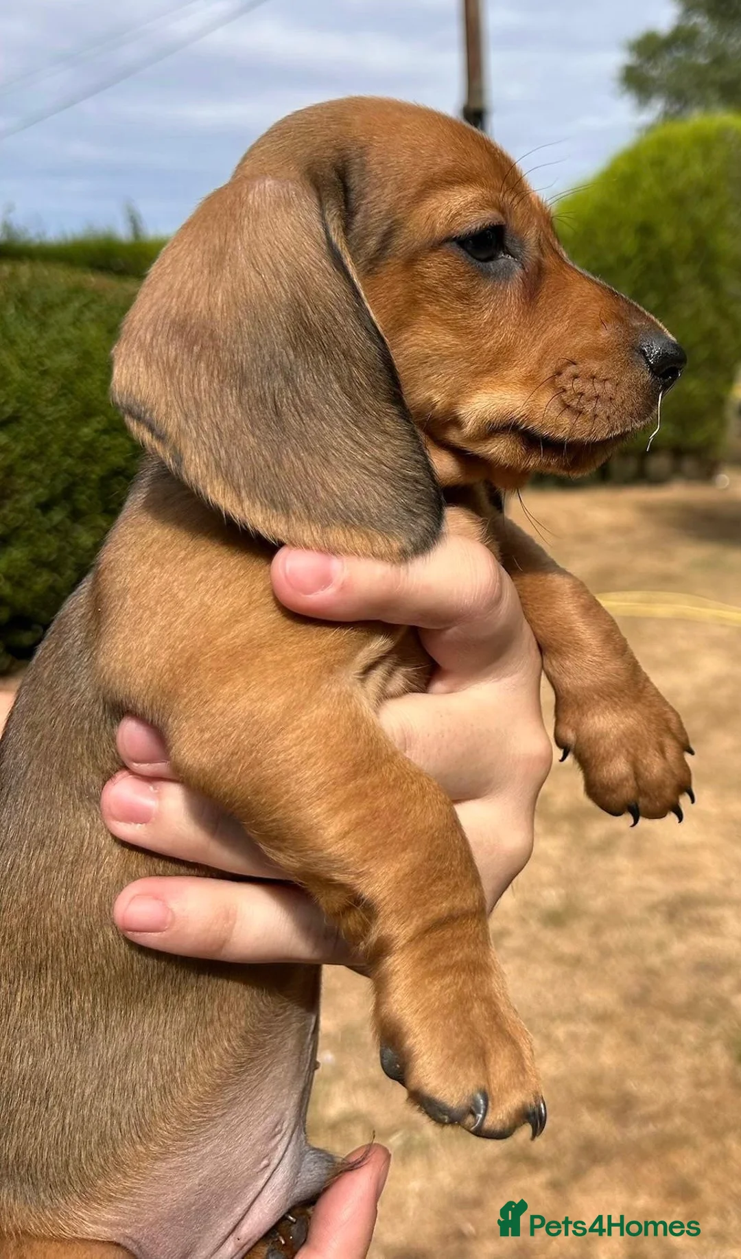 Miniature Dachshund dogs for sale: MINIATURE DACHSHUND PUPPIES – 1 GIRL & 2 BOYS AVAI - Advert 10