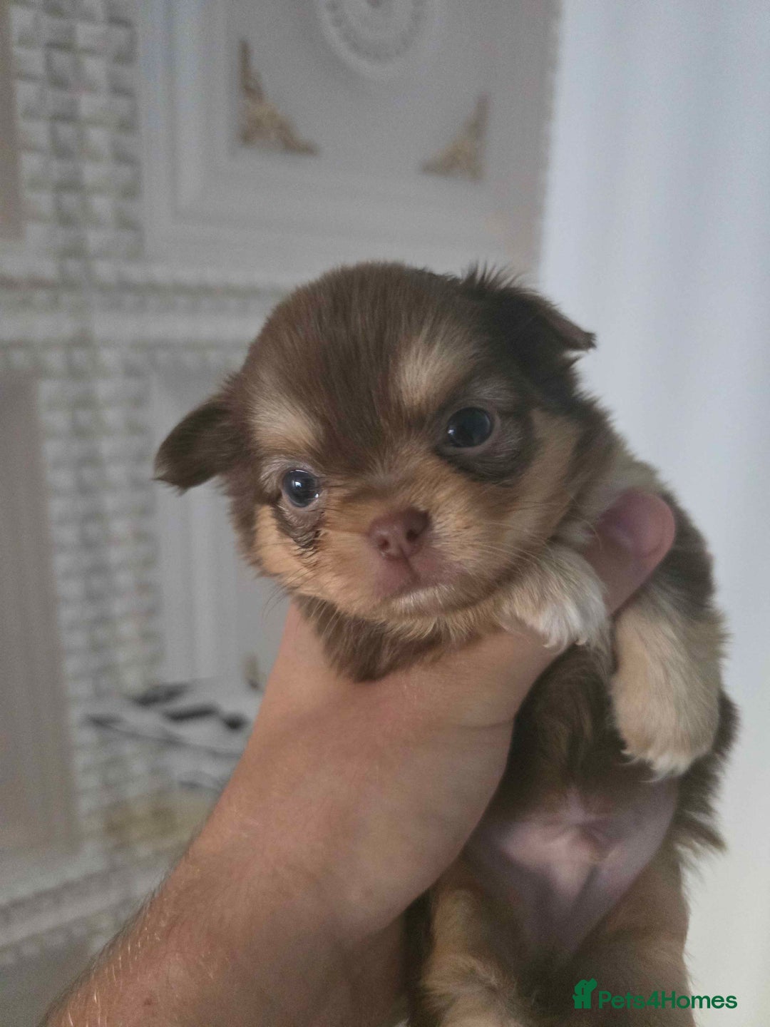 Chihuahua dogs for sale: 3 Adorable little princes chihuahua puppies - Image 26