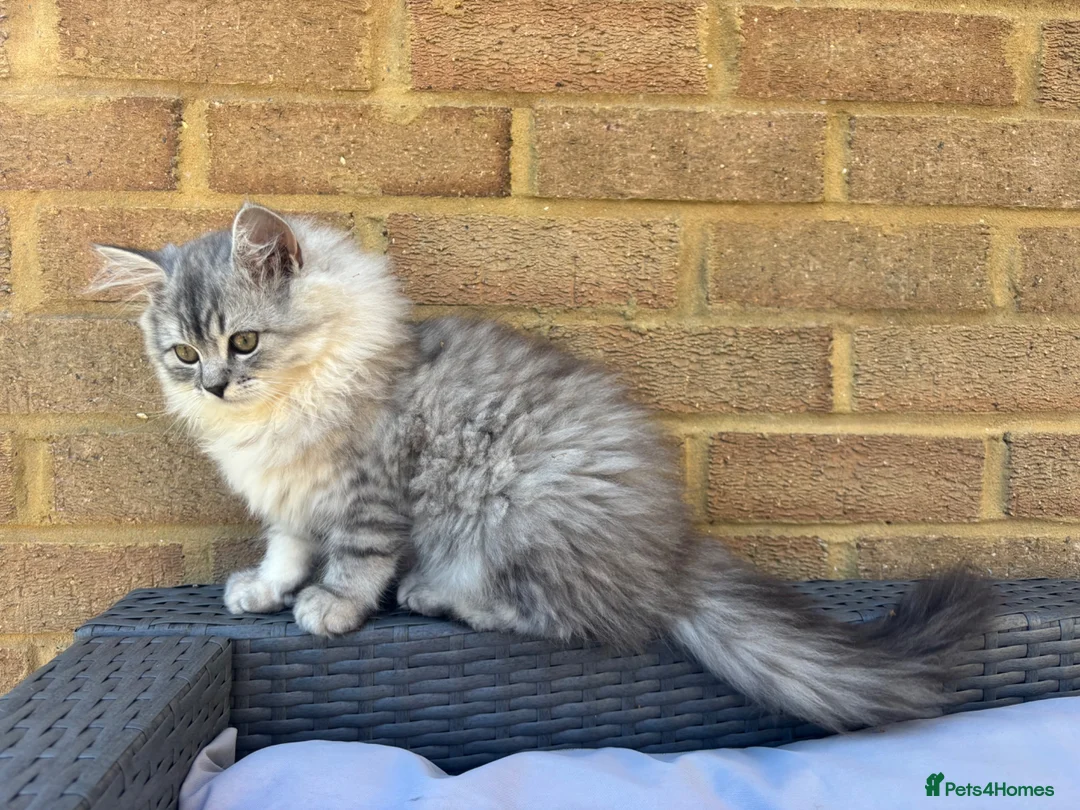 Persian cats for sale: Persian Chinchilla - Advert 2
