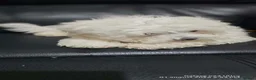 Maltese dogs for sale: Maltese pupies - Advert 8
