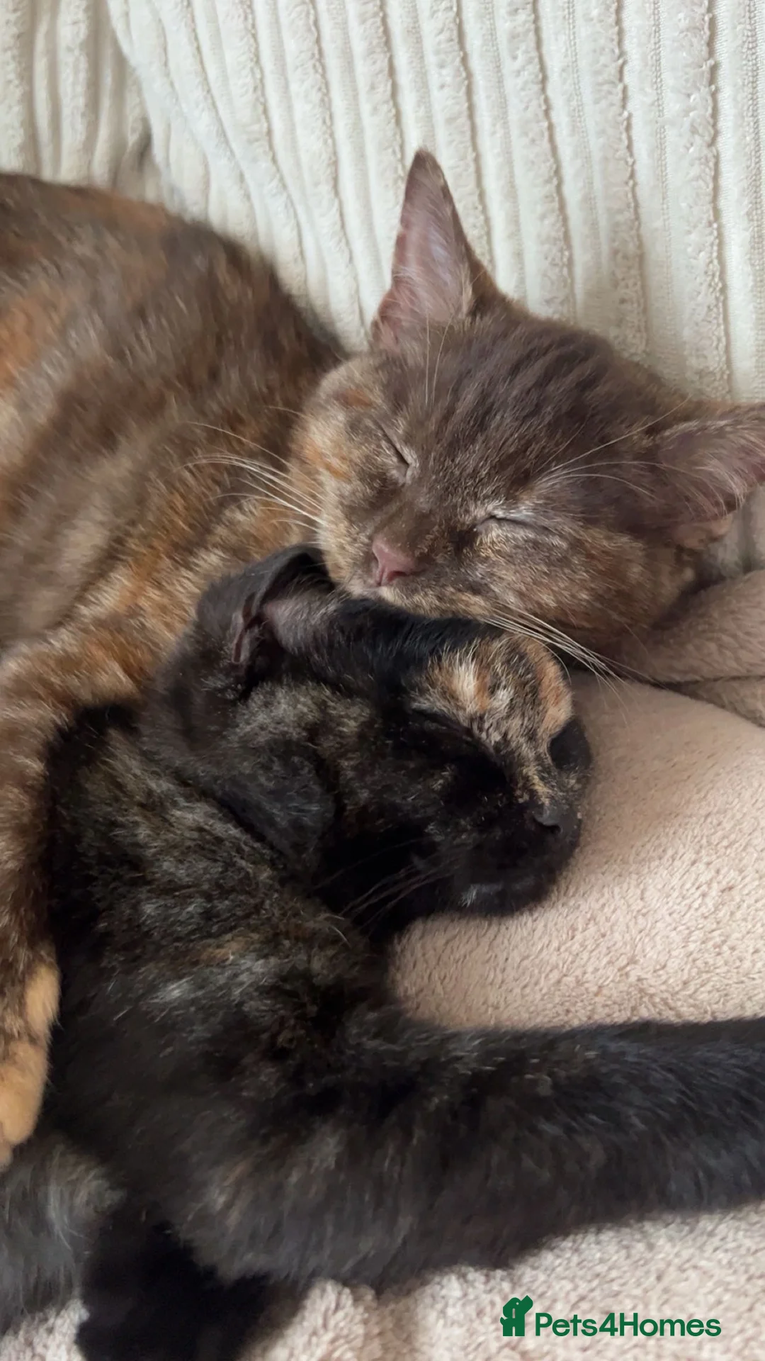 Mixed Breed cats for sale: 2 female Tortoiseshell cats - Advert 6
