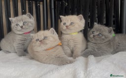 British Shorthair cats for sale: Absolutely beautiful BSH kittens  - Image 2