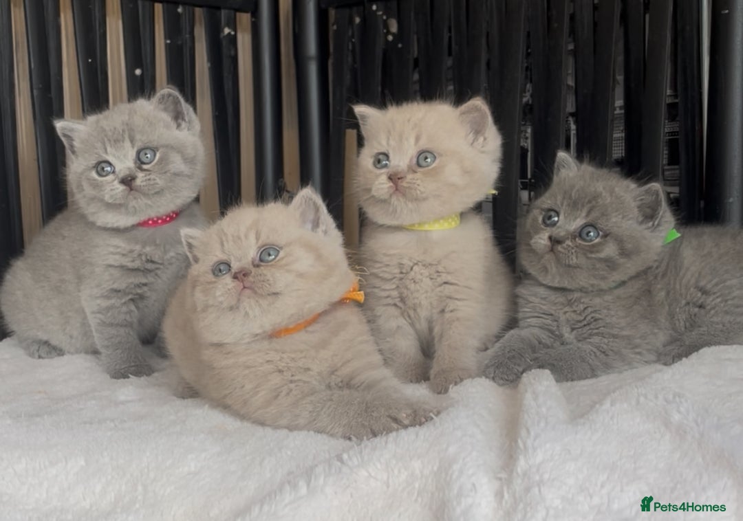 British Shorthair cats for sale: Absolutely beautiful BSH kittens  - Image 2