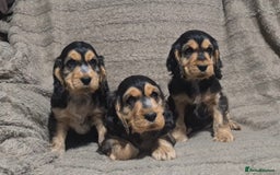 Cocker Spaniel dogs for sale: KC reg Sable Show Type Cocker Spaniels  - Image 1