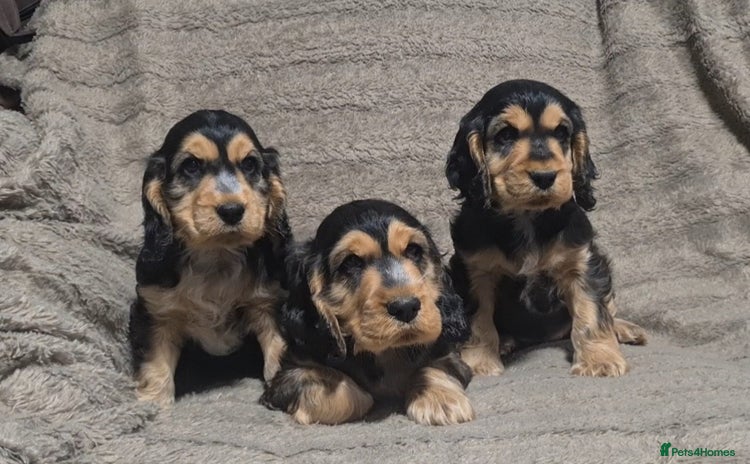 Cocker Spaniel dogs - Advert 1