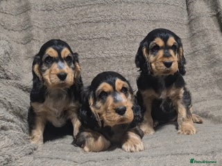 Cocker Spaniel dogs - Advert 1
