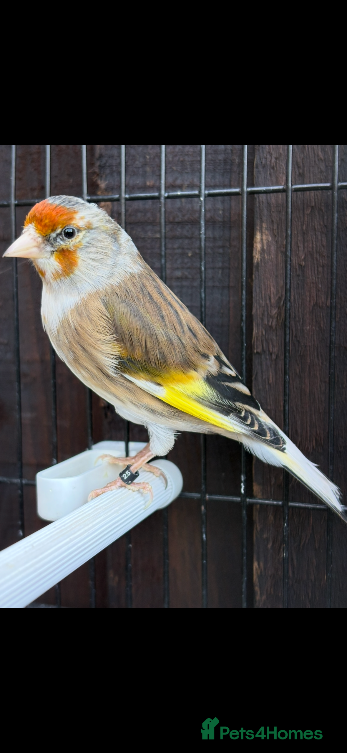 Mixed Breed birds Goldfinch mule singing very well - Advert 2