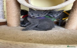 Russian Blue cats for sale: Pure Breed Russian Blue TICA registered  - Image 10
