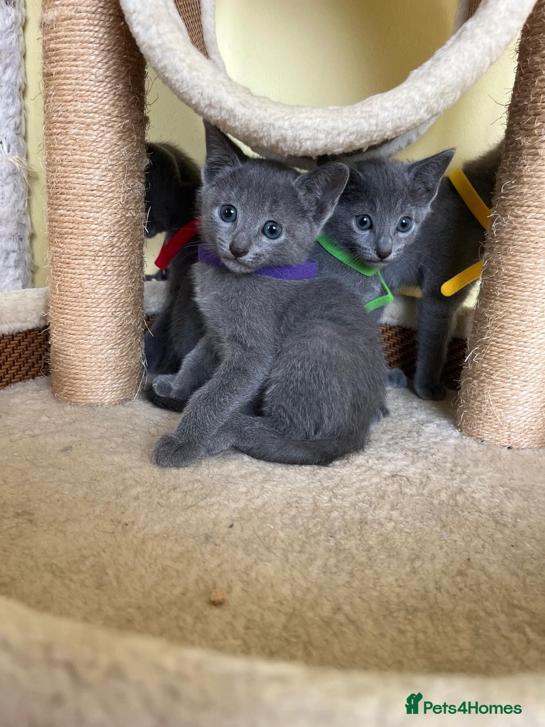 Russian Blue cats for sale: Pure Breed Russian Blue TICA registered  - Image 10