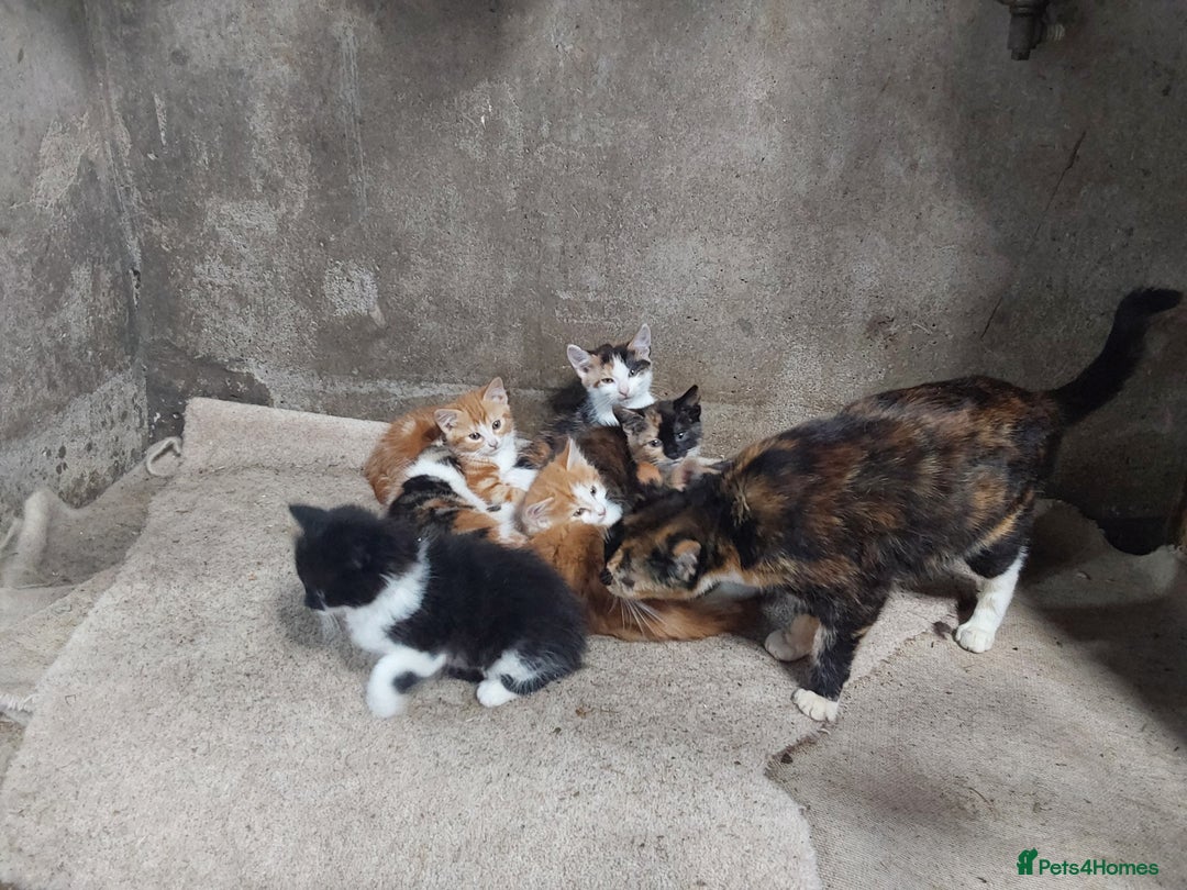 Mixed Breed cats for sale: Beautiful kittens for sale - Image 13