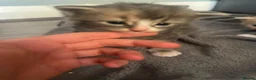 Mixed Breed cats for sale: Mixed mainecoon kittens - Advert 12