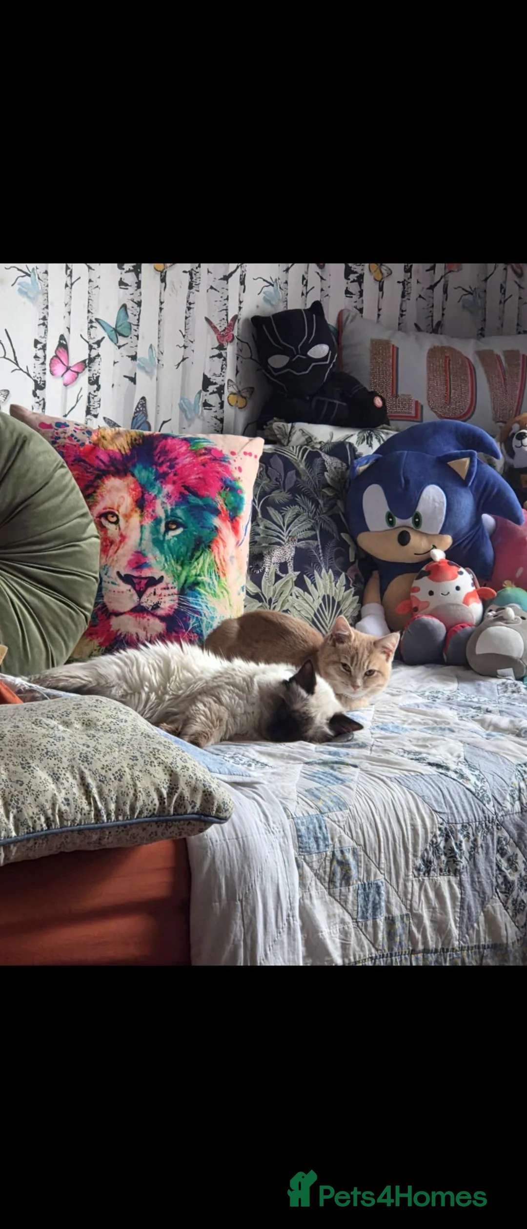 Ragdoll cats for sale: Seal point Boy - Advert 2