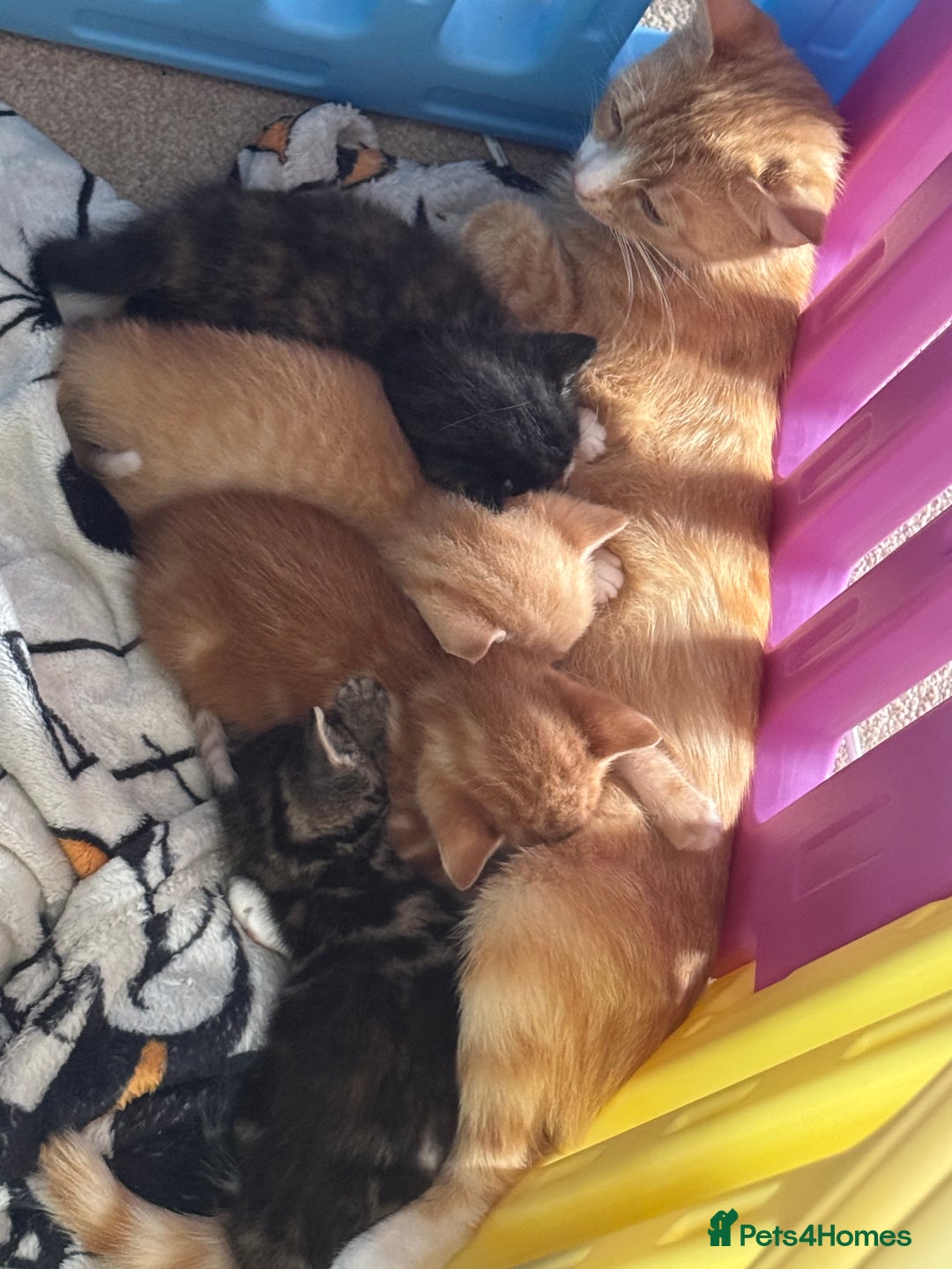 British Shorthair cats for sale: Four Adorable Kittens  - Image 17