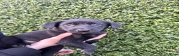 Borador dogs for sale: Gorgeous Lab x pups in Lanark - Advert 13