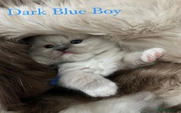 Ragdoll cats for sale: Beautiful Chunky Ragdoll Kittens For Sale - Image 22