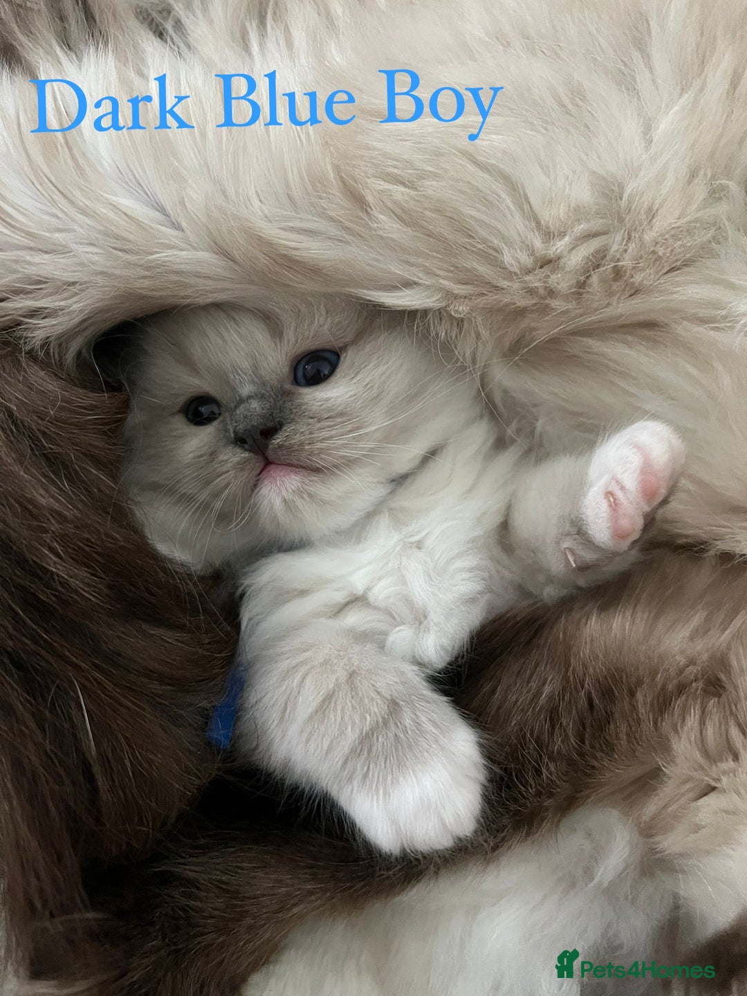 Ragdoll cats for sale: Beautiful Chunky Ragdoll Kittens For Sale - Image 22