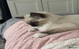 Ragdoll cats for sale: Lovely kitten ready for her forever home 🩷 - Image 8