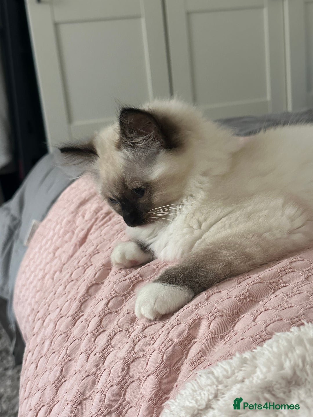 Ragdoll cats for sale: Lovely kitten ready for her forever home 🩷 - Image 8