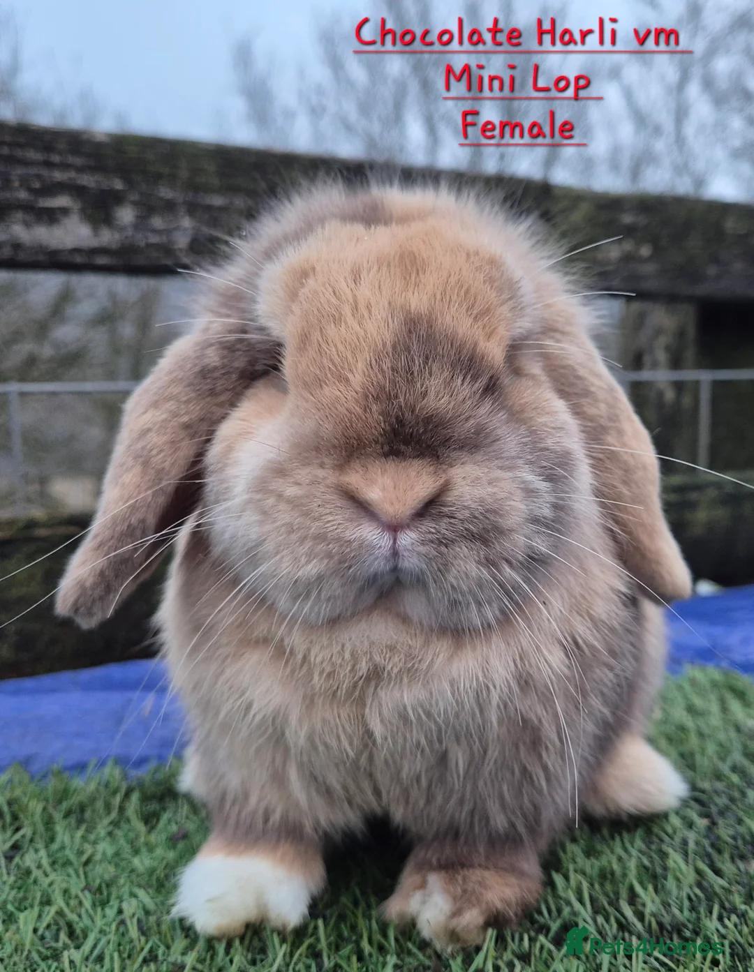 Mini Lop rabbits for sale: Beautiful Mini Lop adults  - Advert 2