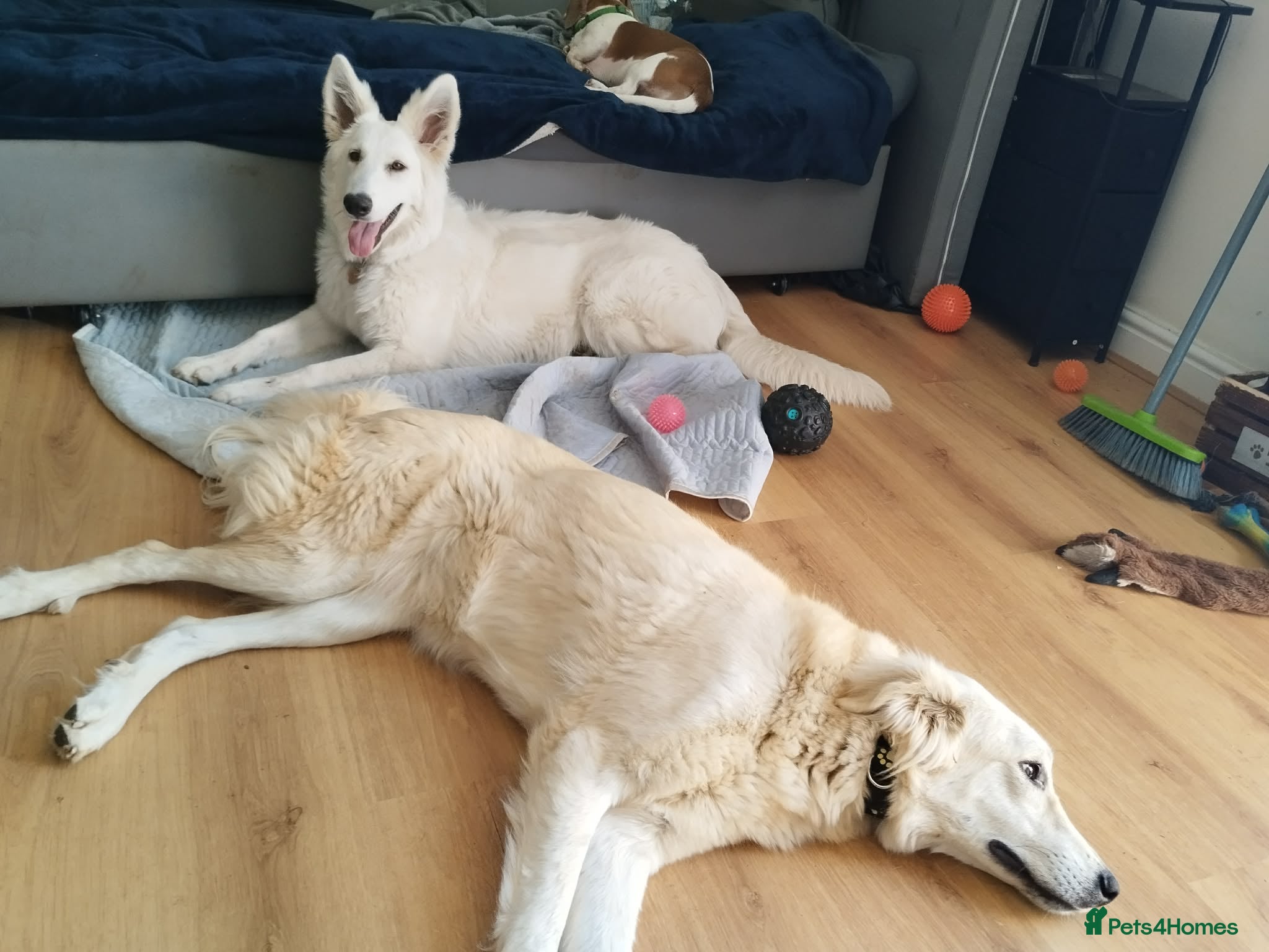 Mixed Breed dogs for adoption: Alaska wants the best home  in Crewe - Advert 5