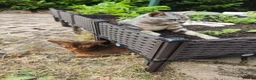 Abyssinian cats for sale: Very loyal and affectionate Abyssinian boy - Advert 6