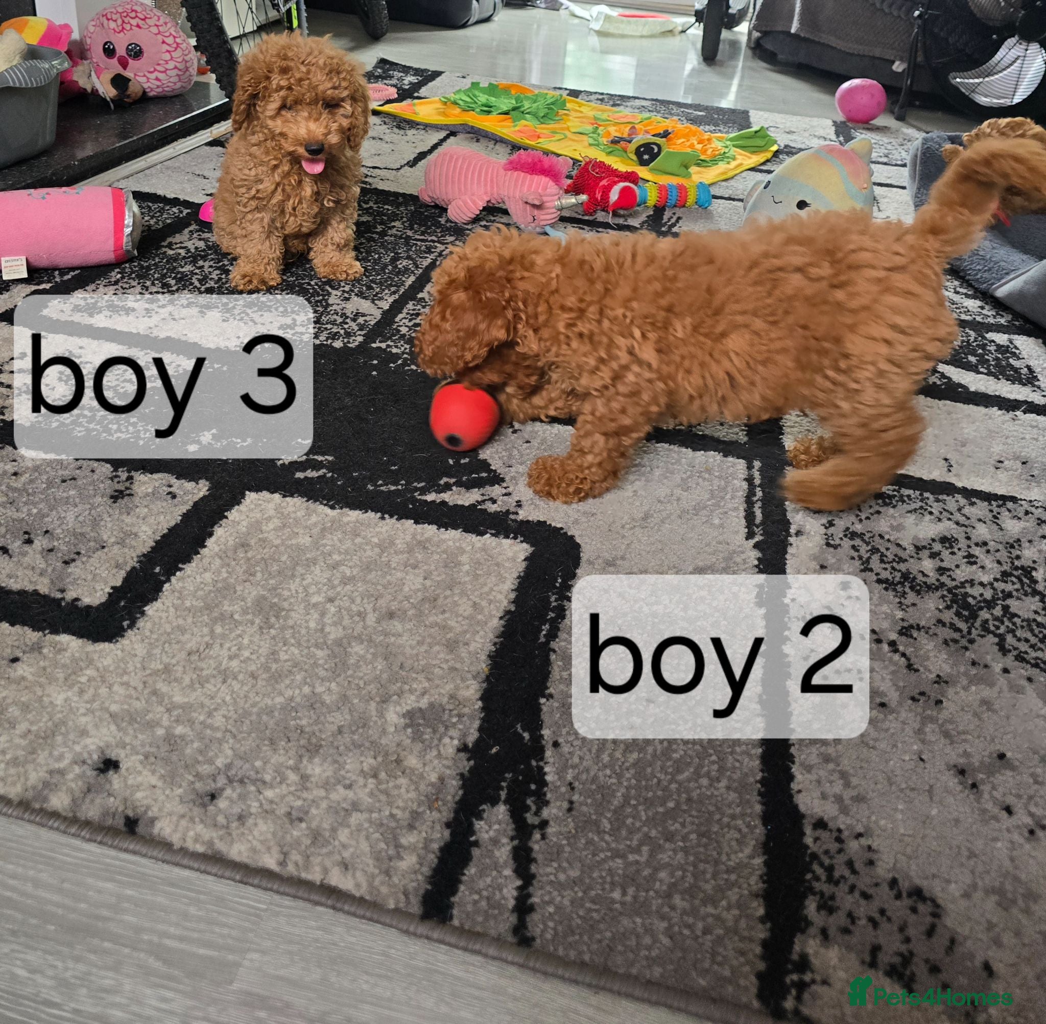 Cavapoo dogs BOYS ONLY cavapoo pups ready to leave  - Advert 2