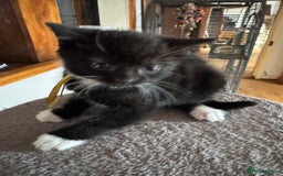 Mixed Breed cats for sale: Black and white kittens - Image 4