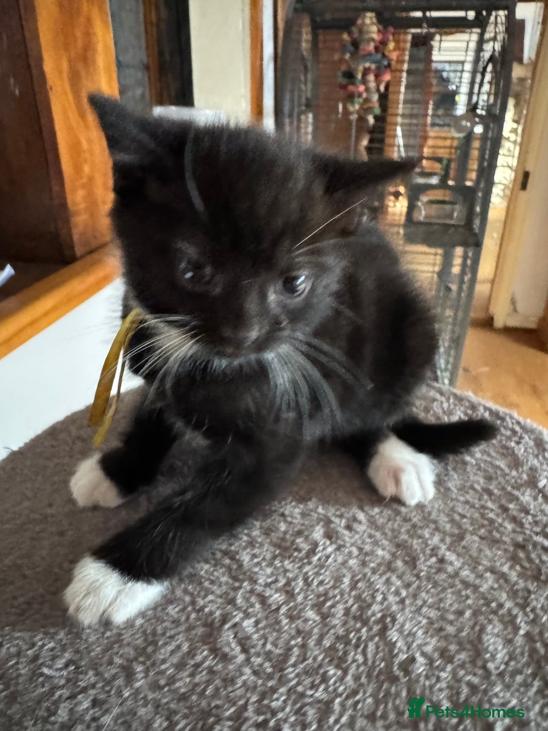 Mixed Breed cats for sale: Black and white kittens - Image 4