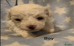 Poochon dogs for sale: F1 Poochon puppies  - Image 4