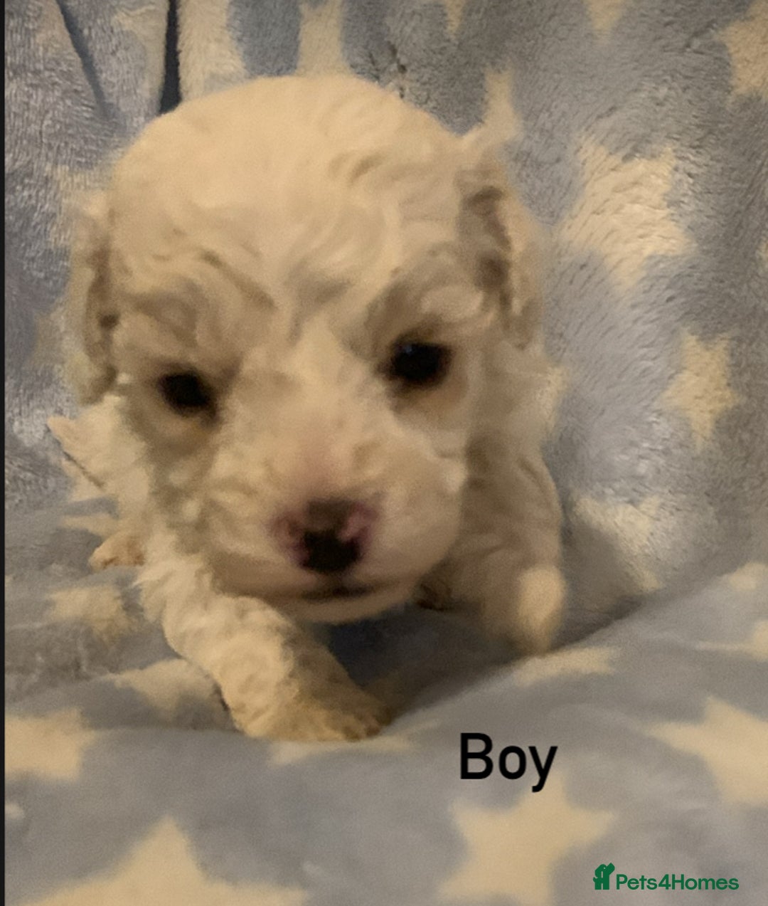 Poochon dogs for sale: F1 Poochon puppies  - Image 4