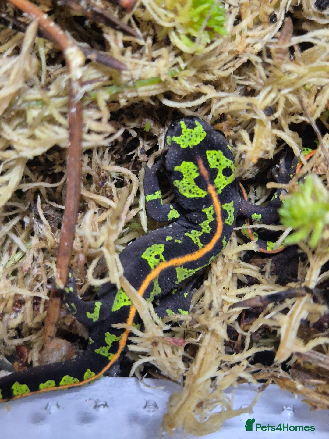 Newt reptiles for sale: Marble and spanish newts in Nottingham - Advert 2