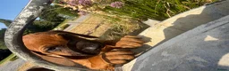 Rhodesian Ridgeback dogs for sale: Rhodesian Ridgebacks Ready to go - Advert 12
