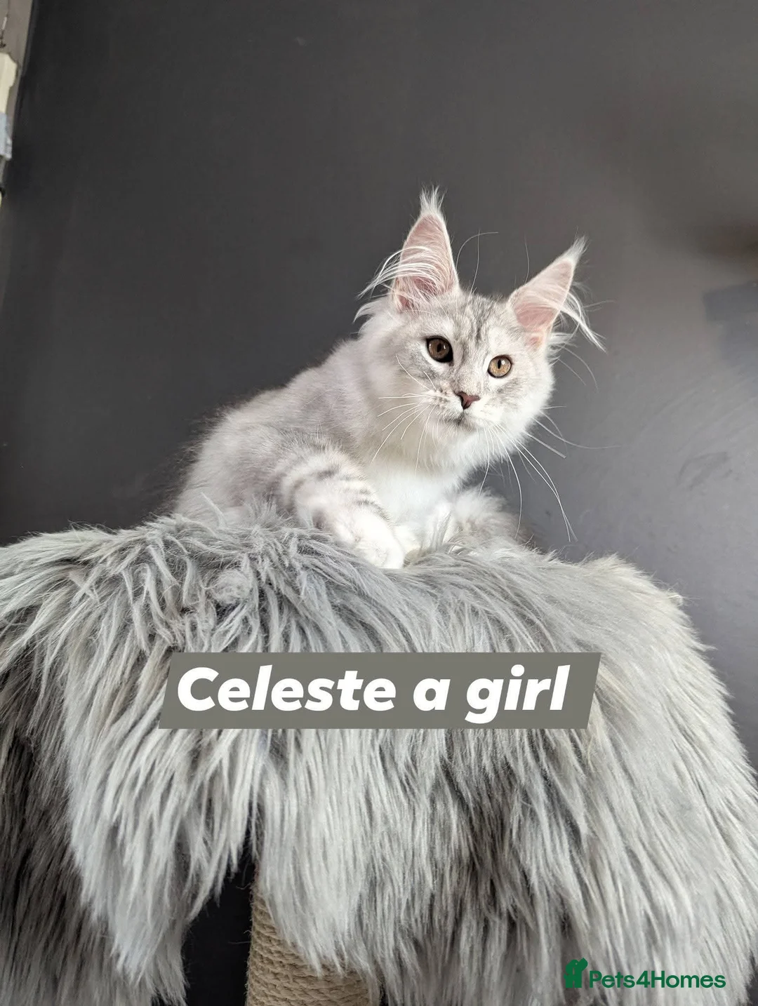 Maine Coon cats for sale: Outstanding babies ready to go  - Advert 9